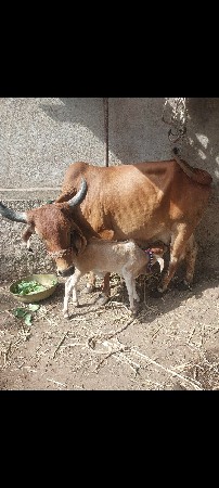 ગાય વેચવાની છે તાત્કાલિક