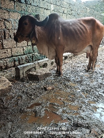 બે ગીર ગાય વેસવાની સે