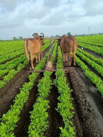 આ બળદ વેચવાના છે