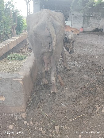 પેલું વેતર