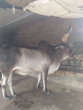 બળદ