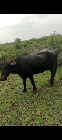 9723197610. ફોન કરો