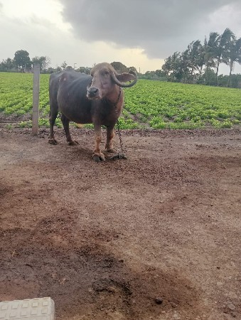 ભેસ