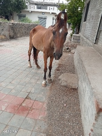 ઘોડી વેચવાની છે
