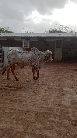 બુલ વેંચવાનો છે