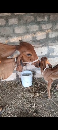 વેચવાની છે