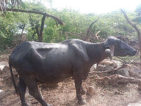 ભેંસ વેચવાની છે