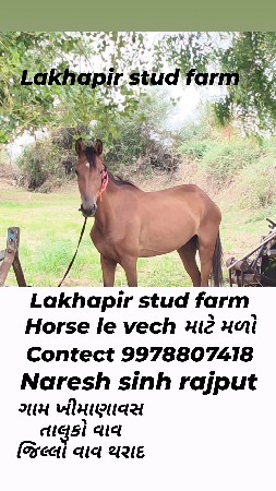 ઘોડી વચેરી