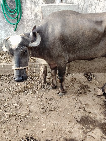 ખડેલી વેચવાની છે