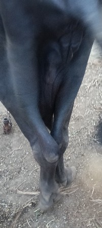ભેંસ વેચવાની છે