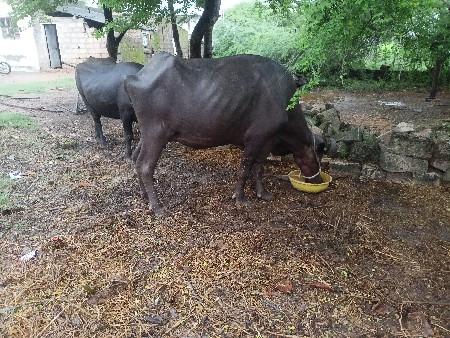 આ ખડાય   વેચવાની છે