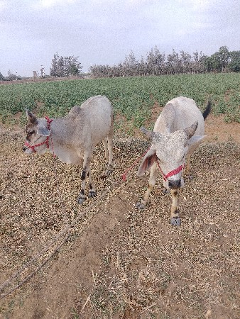 લેવાનો હોય તો જ ફોન કરું ફોટા ફોન