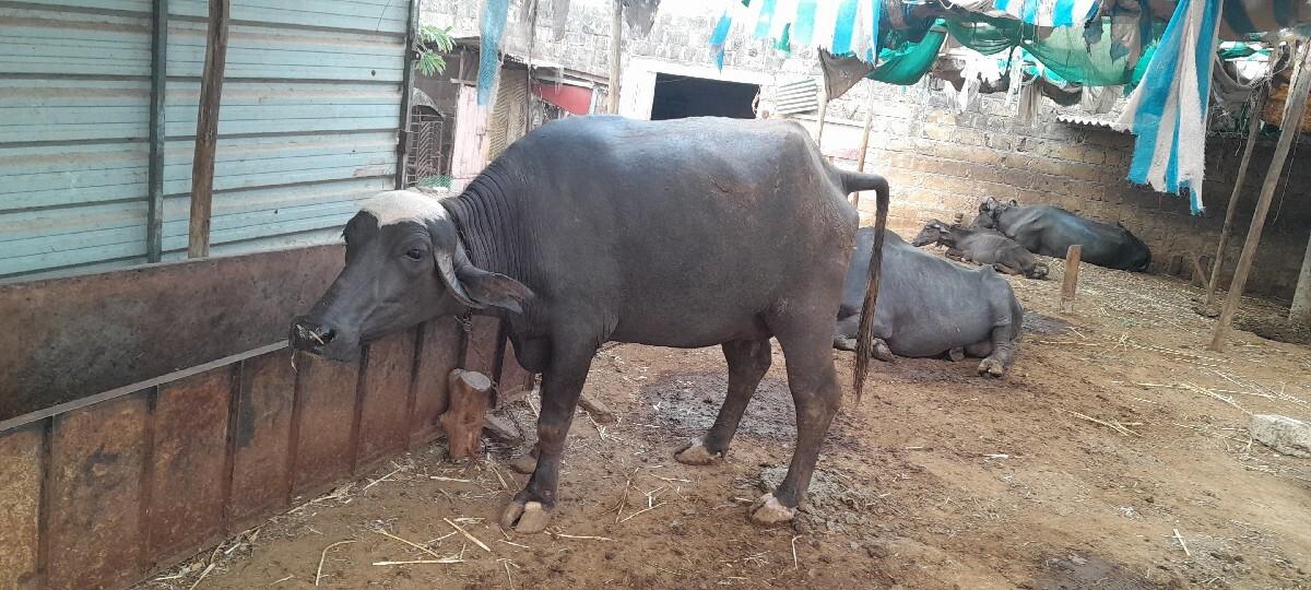 પેલુ વેતર ખડેલી