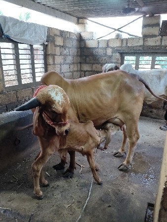ગીર ગાય વેચવાની  છે.
