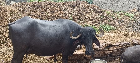 બીજુ વેતર ભેશ
