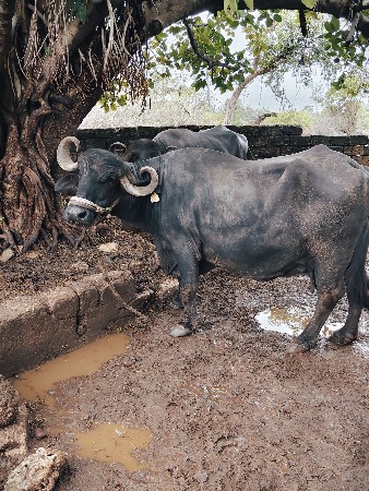 ભેંશ વેચવા ની છે