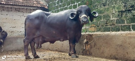 ભેંસ વેચવાની છે