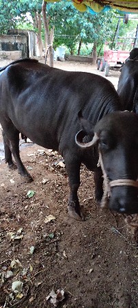 ભેંસ વેચવાની છે