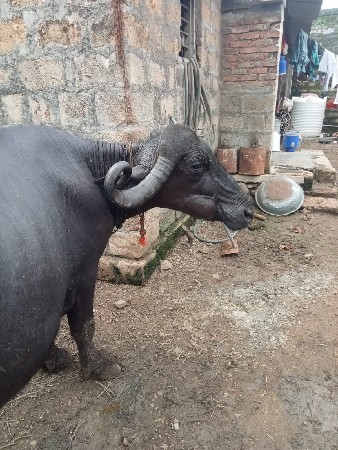 ભેંસ વેસવા ની છે