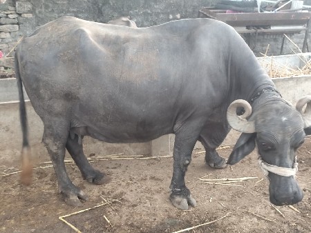 ભેંસ વેચવાની છે