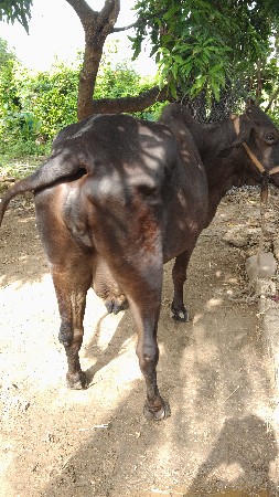 ક્રોસિંગ ગાય વેચવાની છે ગાભણ છે વ્