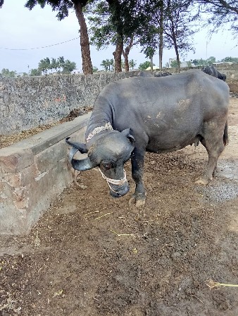 vechvani 6