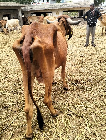 ગાય વેચવાની છે