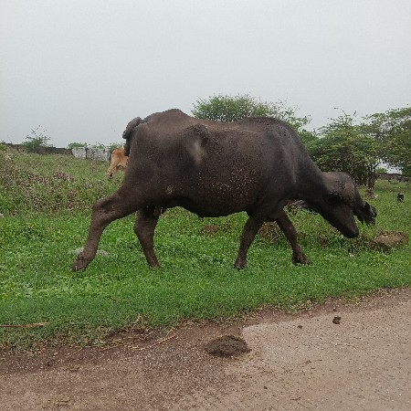 વેચવાની