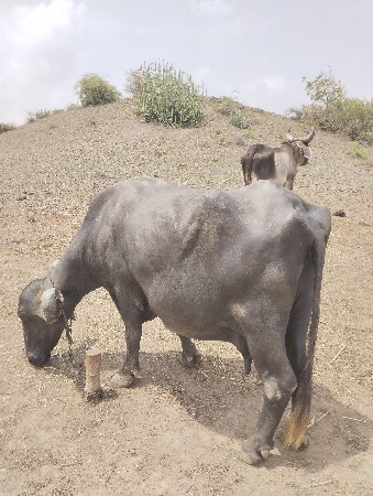 ભેંસ વેચવા ની છે