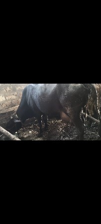 ગાય વેસવાની સે
