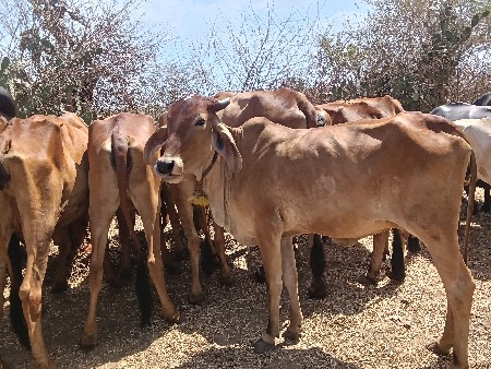 ગાય  વેચવાની છે