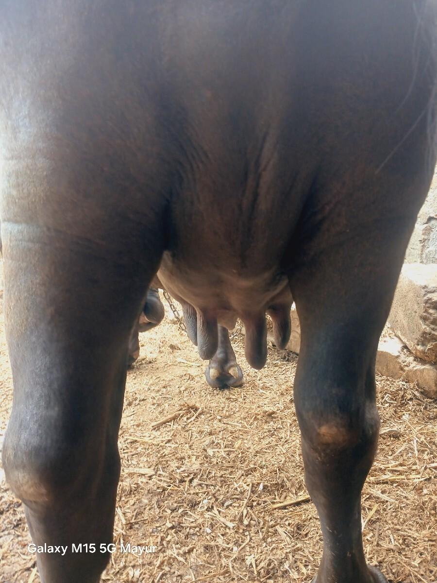 2 વેતર ની છે
