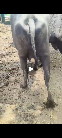જાફરાબાદી ખડાય છે  પેલા વેતર મા