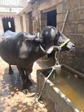 ભેંસ વેસવા ની છે