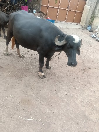 પેલા વેતરની ખડેલી વેચવાની છે