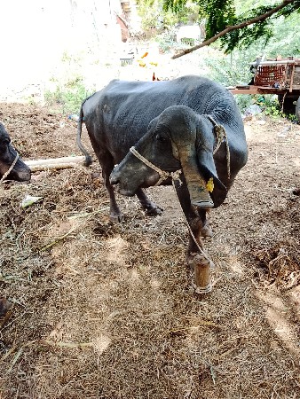 7 મહિના ની ગાભણ