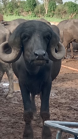 પાડો