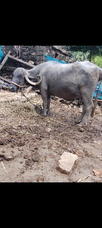 ભેશ