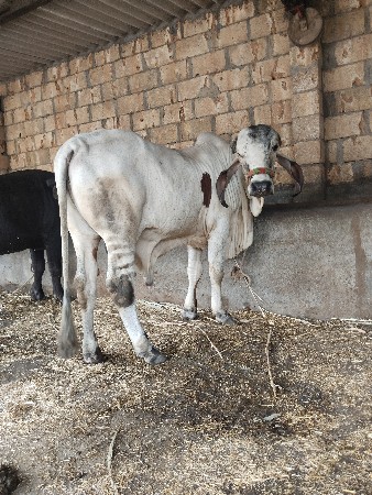 ખુટીયો વેચવાનો છે