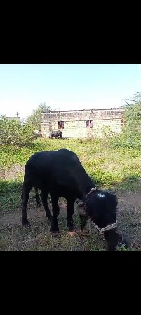 ઓરીજીનલ જાફરાબાદી ખડેલી વેચવાની