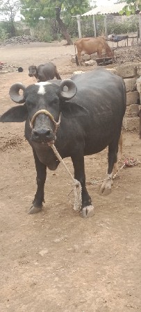 khadeli vechava ni se