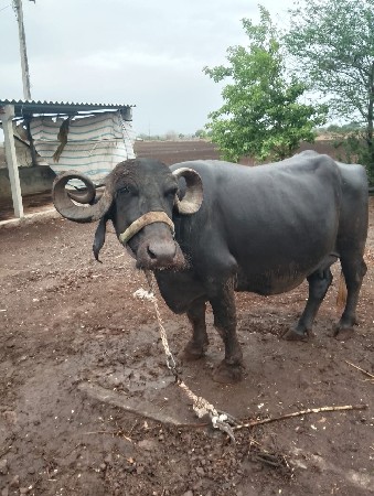 આ ભેંસ વેચવાની