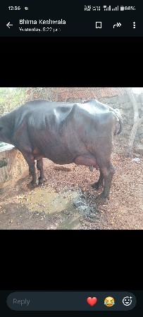 ભેંસ વેચવાની છે