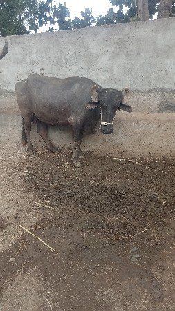 પેલું વેતર કરેલી વેચવાની છે