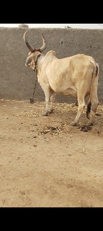 કાંકરેજ