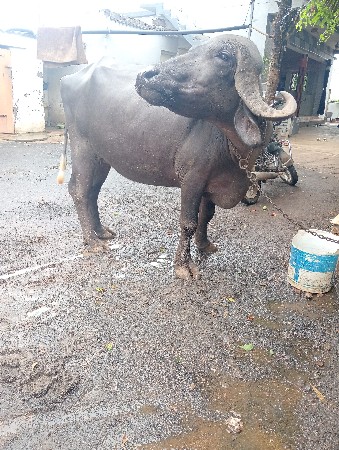 ભેંશ જાફરાબાદી