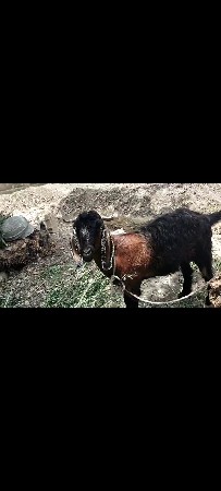 બકરી પાઠ છે કટીંગ  માટે