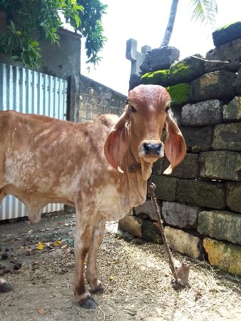 vasdi devani se