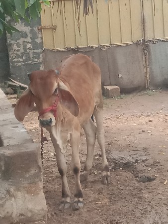 કાકરેજ વાસડો મફત દેવાનો છે
