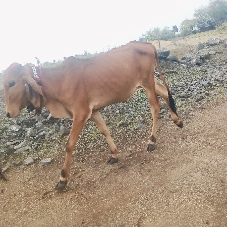 ગીર વાસડી